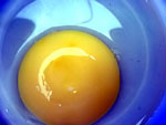 egg white and yolk