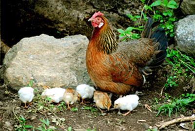 hen and chicks