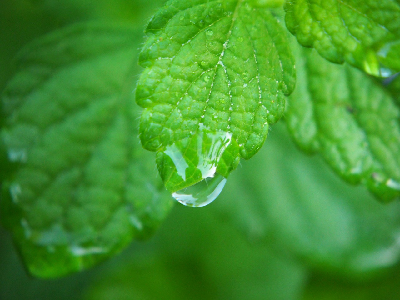 lemon-balm