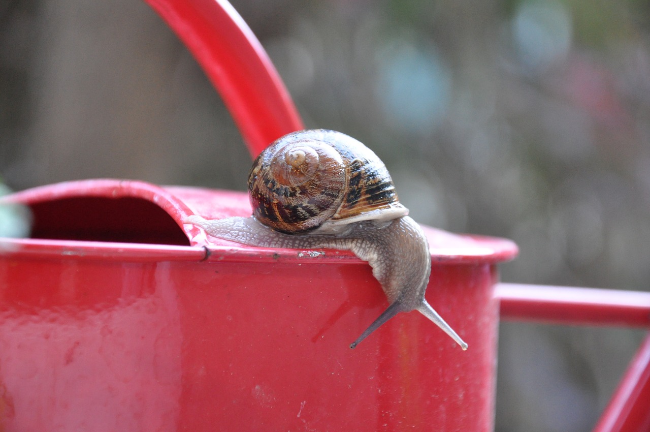 snail