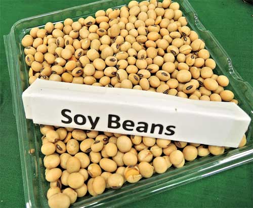 soybeans