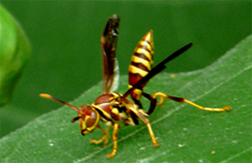 wasp